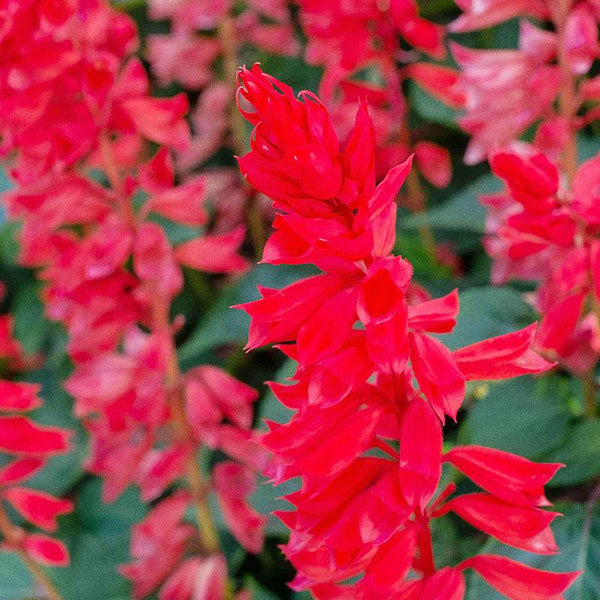 Salvia Tall Red Flower Punnet