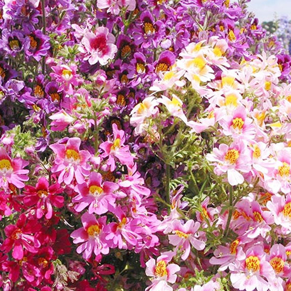 Schizanthus Angel Wings Flower Punnet