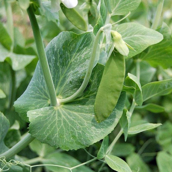 Snow Pea Vegetable Punnet