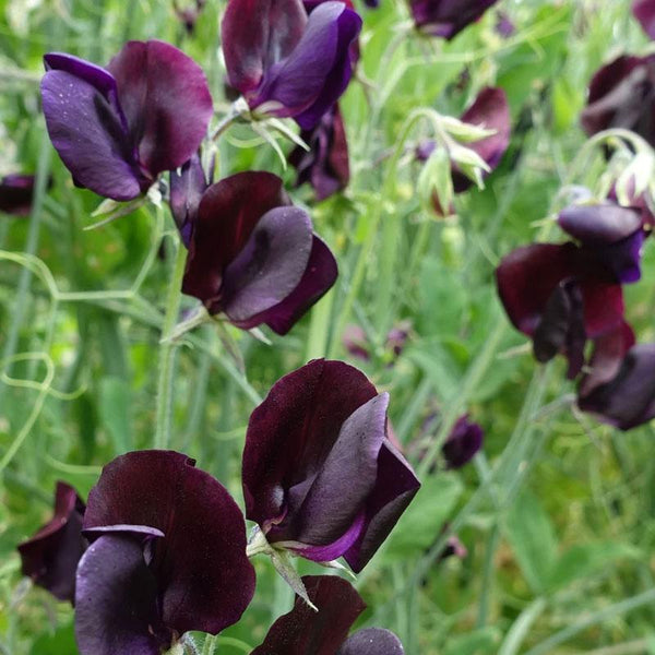 Sweet Pea Almost Black Flower Punnet