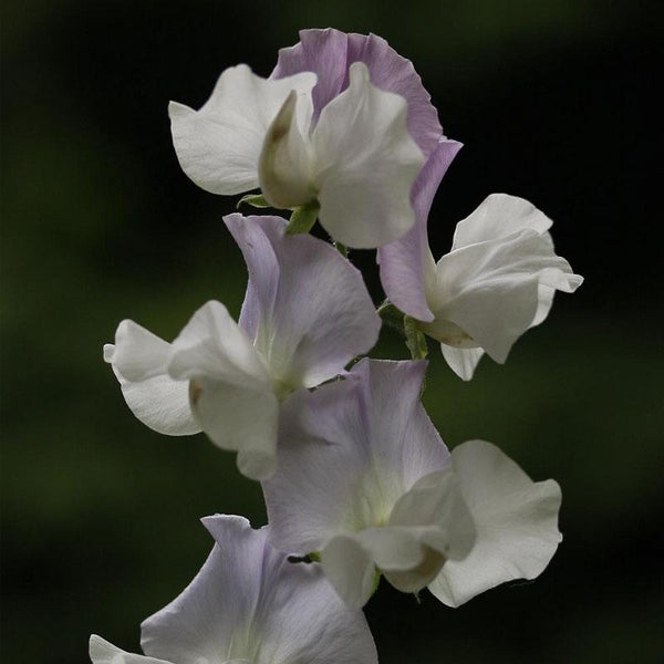 Sweet Pea Cold Steel Flower Punnet