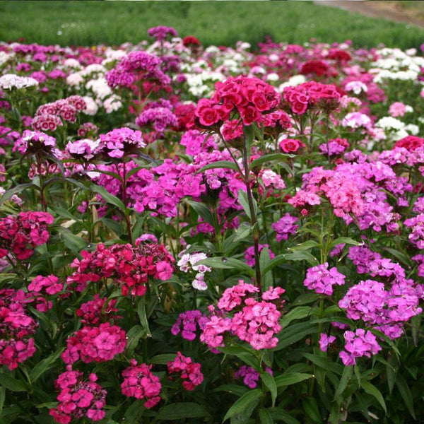 Sweet William Mix Flower Punnet