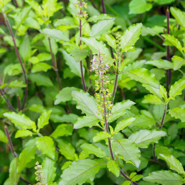 Basil Sacred 10CM