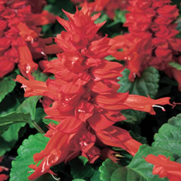 Salvia Dwarf Scarlet