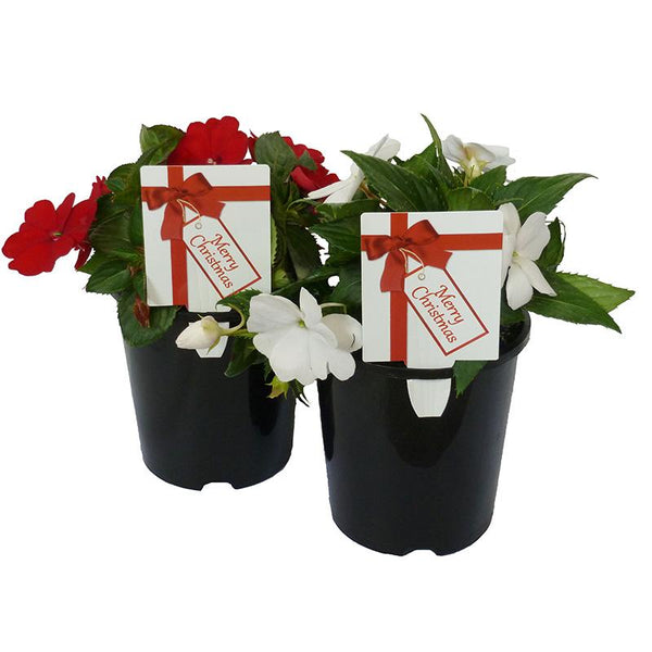 Christmas Colour Pot - 1.5L