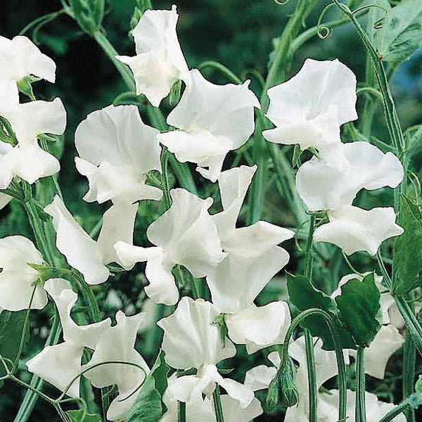 Sweet Pea Swan Lake