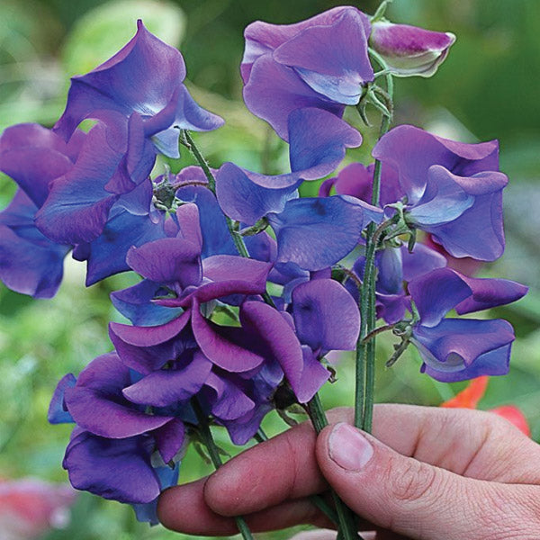 Sweet Pea Blue Butterflies