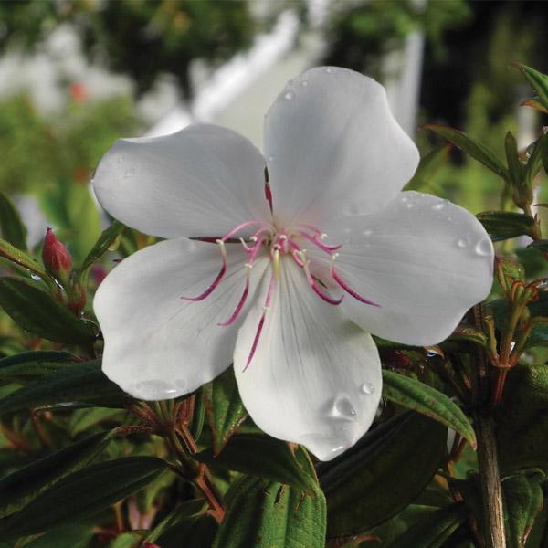 Tibouchina Peace Baby - 17cm