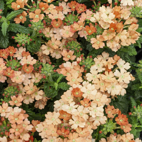 Verbena Apricot Flower Punnet