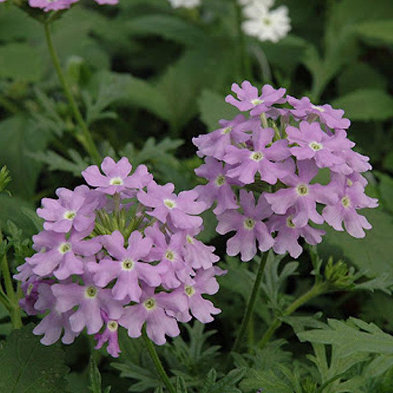 Verbena Light Blue Flower Punnet