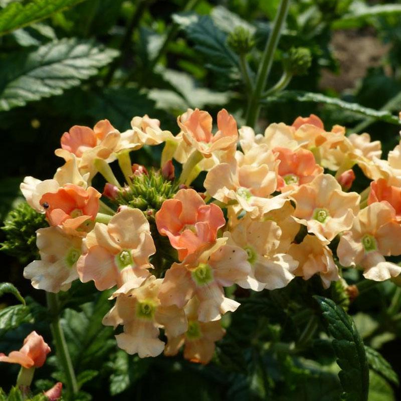 Verbena Peaches And Cream Flower Punnet