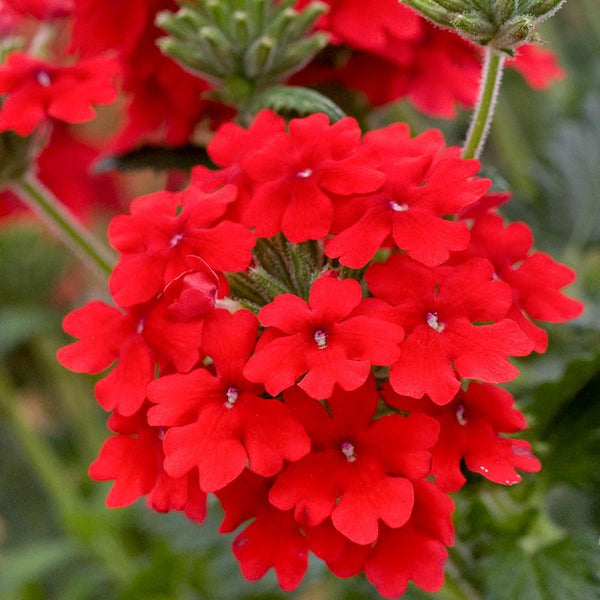 Verbena Scarlet Flower Punnet