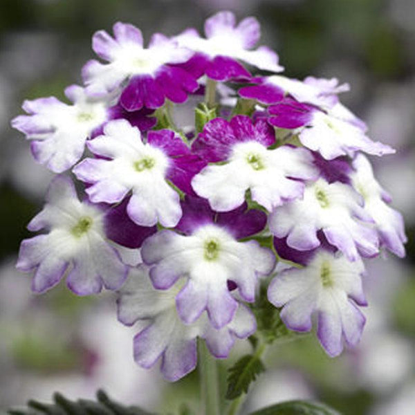 Verbena Twister Purple Flower Punnet