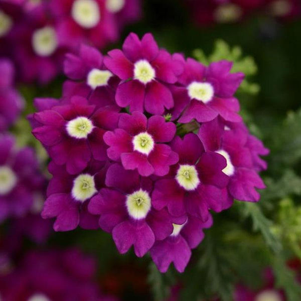 Verbena Violet Eye Flower Punnet