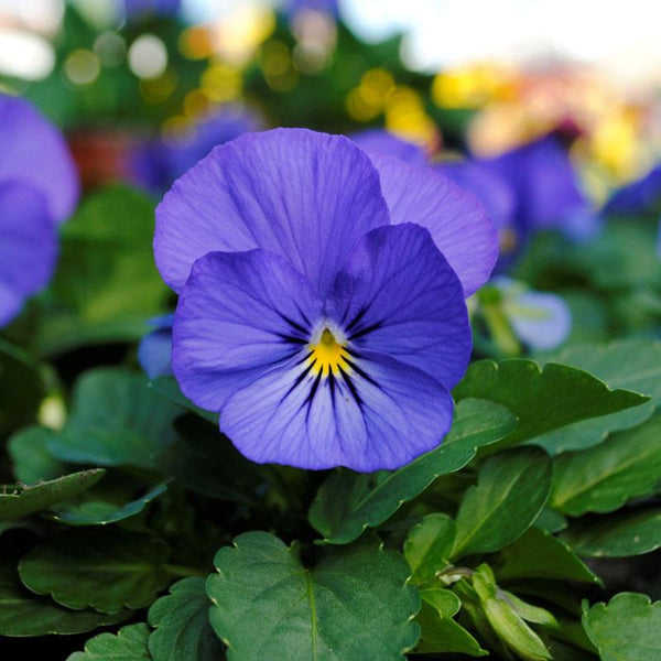 Viola Blue Flower Punnet