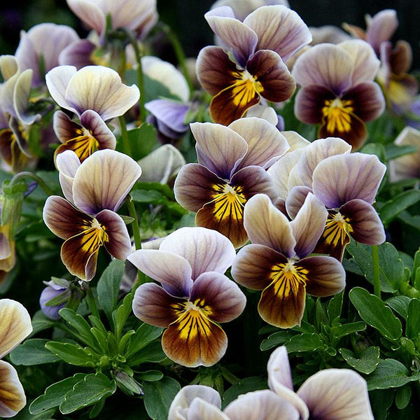 Viola Frosted Chocolate Flower Punnet