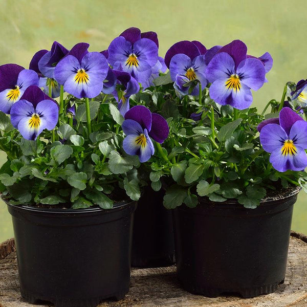 Viola Lavender Beacon Flower Punnet