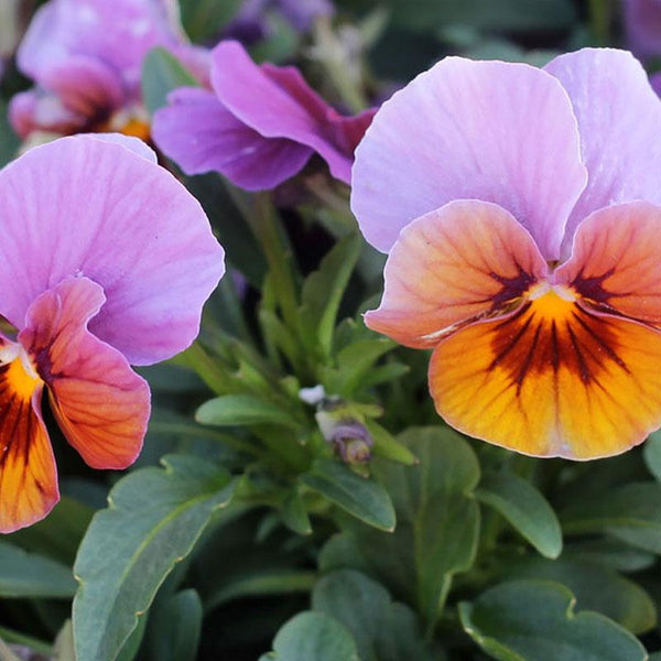 Viola Lilac Bronze Flower Punnet