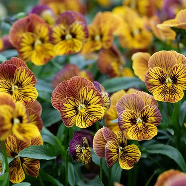 Viola Tiger Red Yellow Flower Punnet