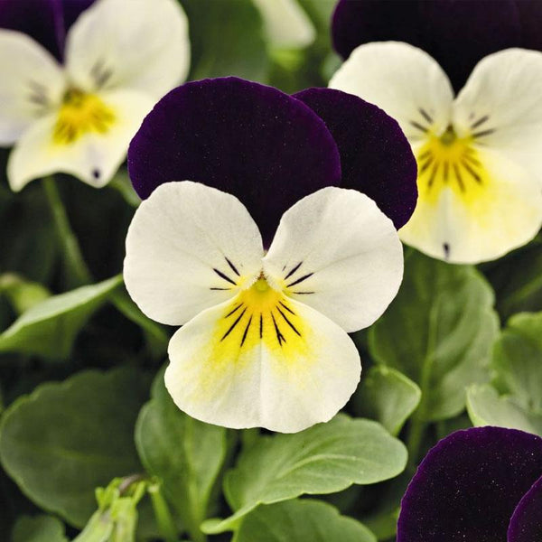 Viola White Purple Wing Flower Punnet