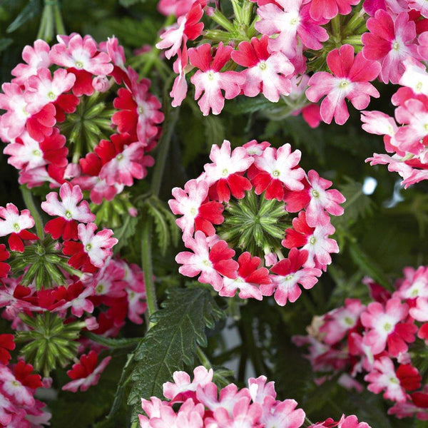 Verbena Twister Red Flower Punnet