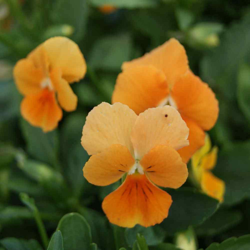 Viola Orange Flower Punnet