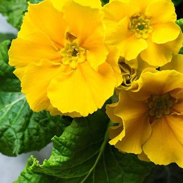 Polyanthus Yellow Flower Punnet