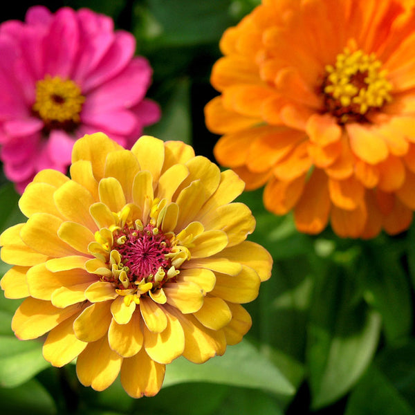 Zinnia Mix Flower Punnet