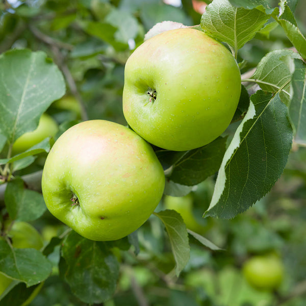 Apple Bramleys Seedling (MM106-Semi Dwarf)