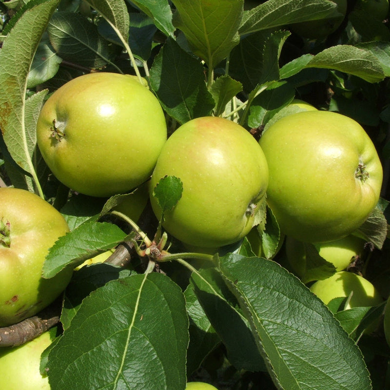 Apple Sturmer (MM106-Semi Dwarf)