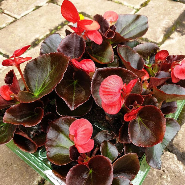 Begonia Bronze Leaf Scarlet Flower Punnet