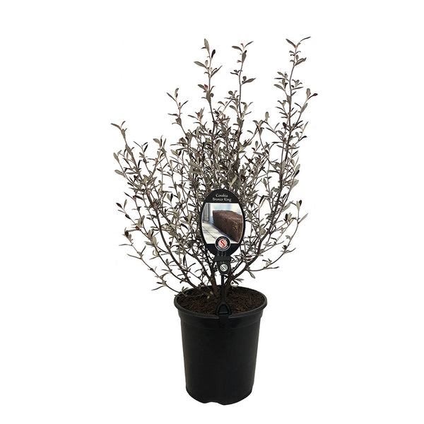 Corokia Bronze King - 3.5L