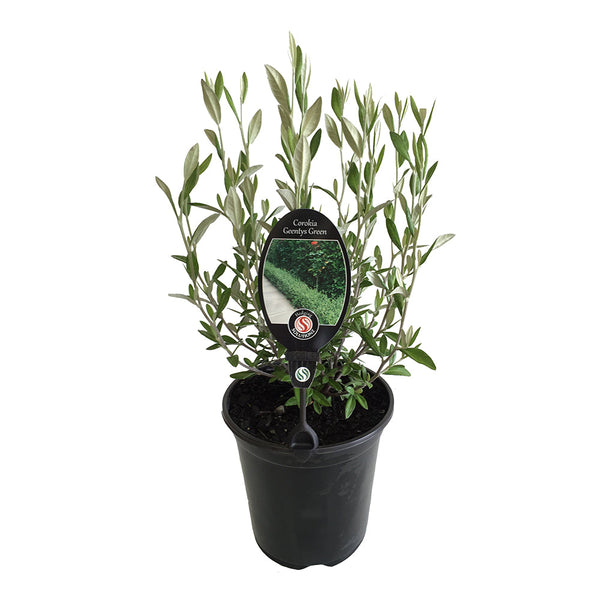 Corokia Geentys Green - 3.5L