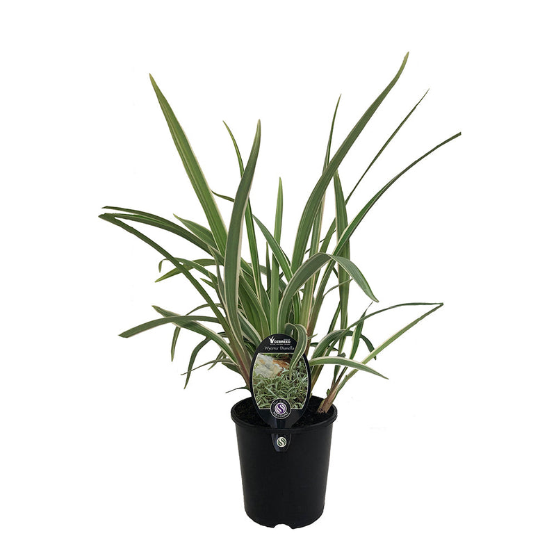 Dianella Wyeena - 1.9L