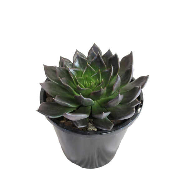 Echeveria Black Prince - 2.4L