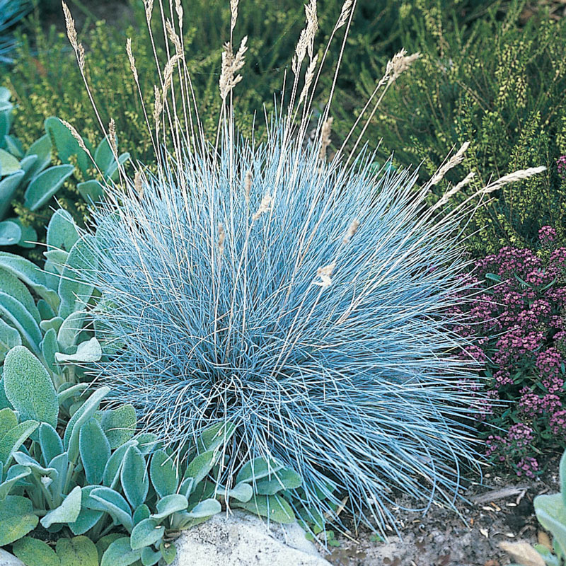 Festuca Banks Peninsula Blue - 10CM