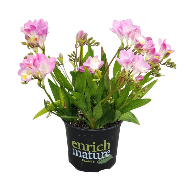 Freesia Nano Bari - 1.5L