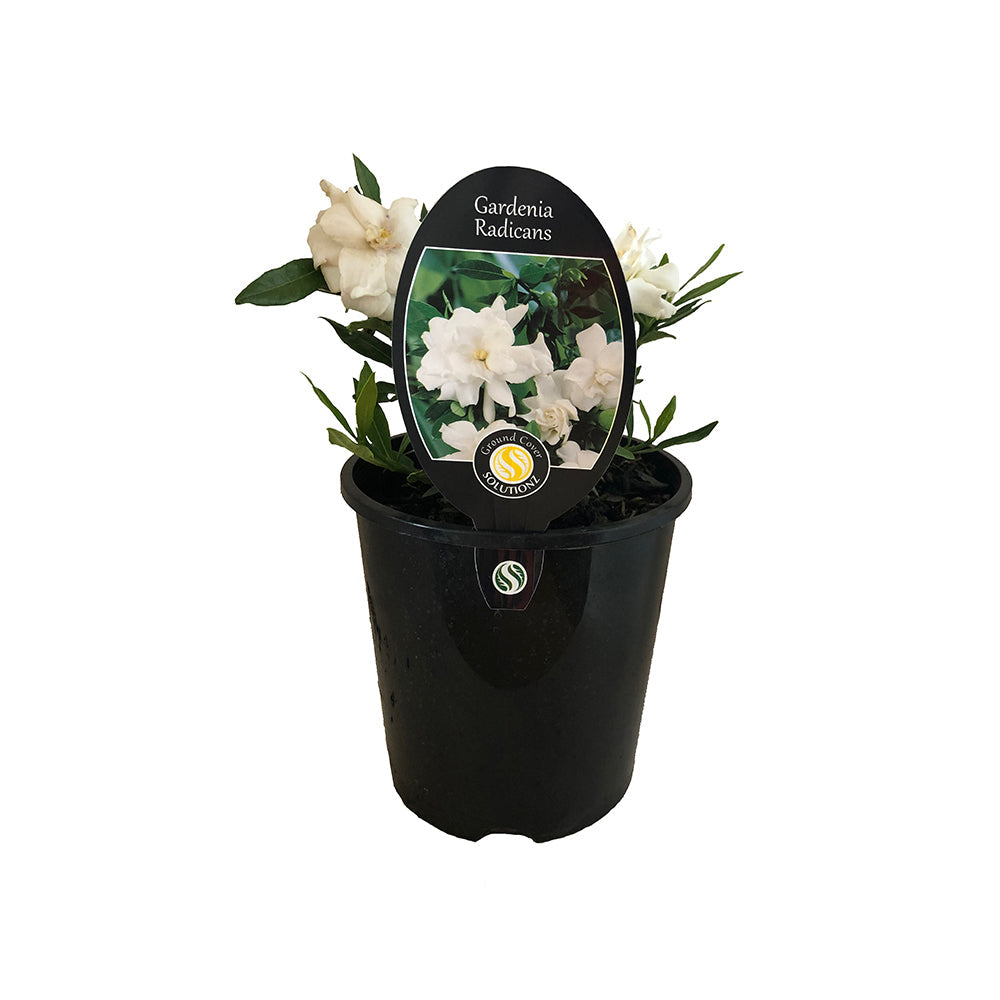 Gardenia Radicans - 1.9L