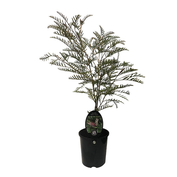 Grevillea Robin Hood - 3.5L