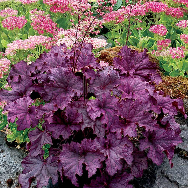 Heuchera Grande Amethyst - 1.5L