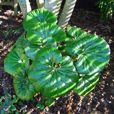 Ligularia Reniformis - 1.5L