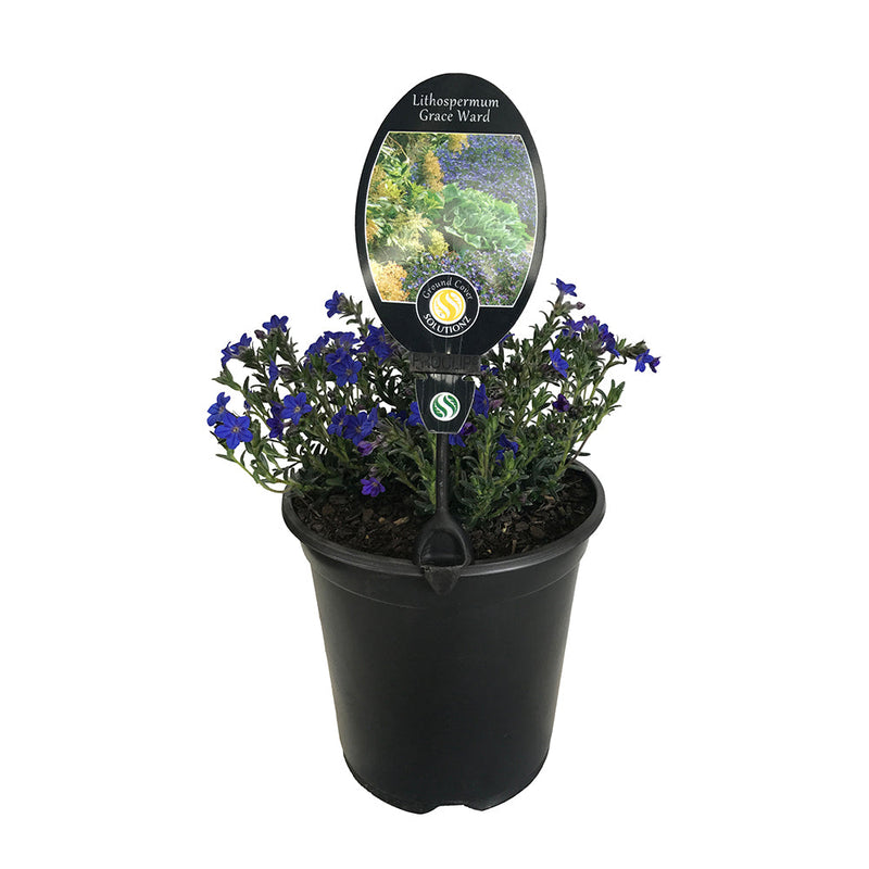 Lithospermum Grace Ward - 3.5L