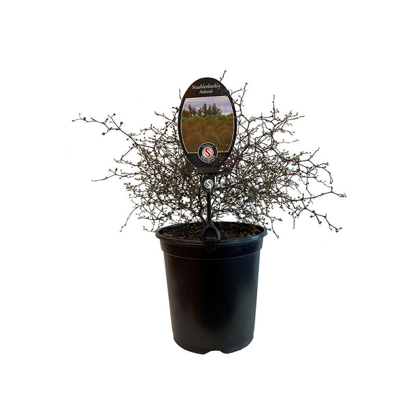 Muehlenbeckia Astonii - 3.5L