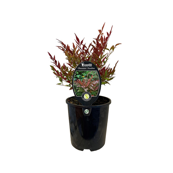 Nandina Blush - 1.9L