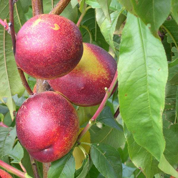 Nectarine Red Gold