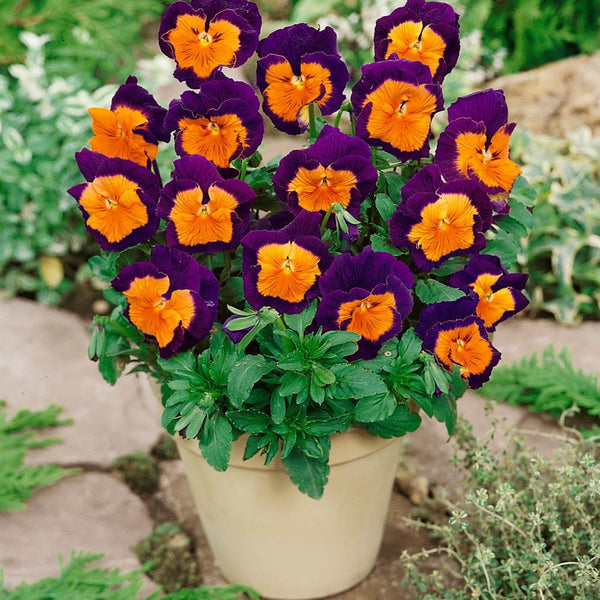 Pansy Jolly Joker Flower Punnet