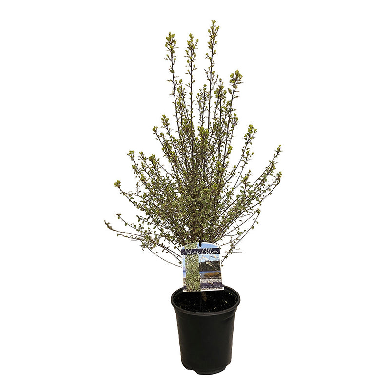 Pittosporum Silver Pillar - 3.5L