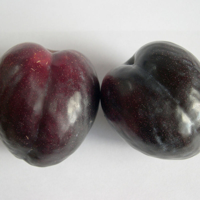 Plum Black Doris