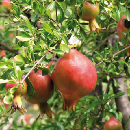 Pomegranate Wonderful