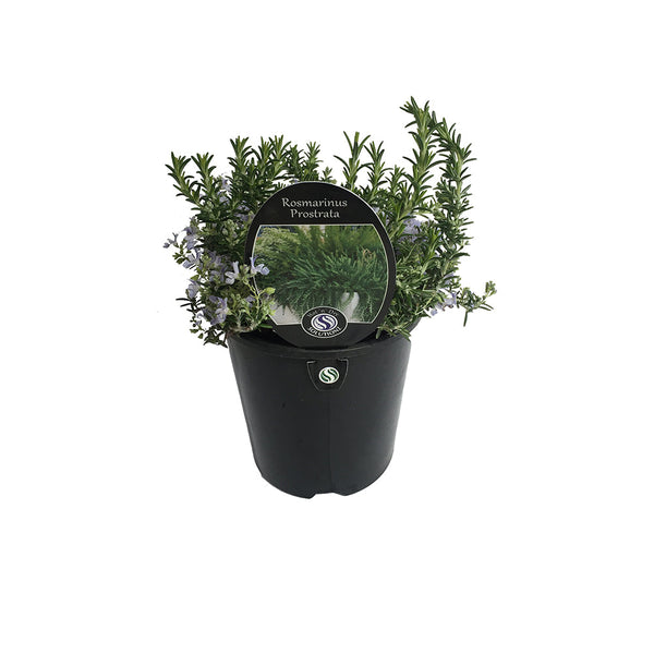 Rosemary Prostrata - 1.9L